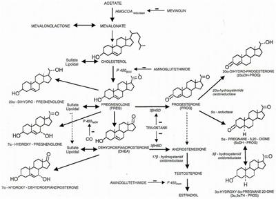 Steroids and Brain, a Rising Bio-Medical Domain: a Perspective